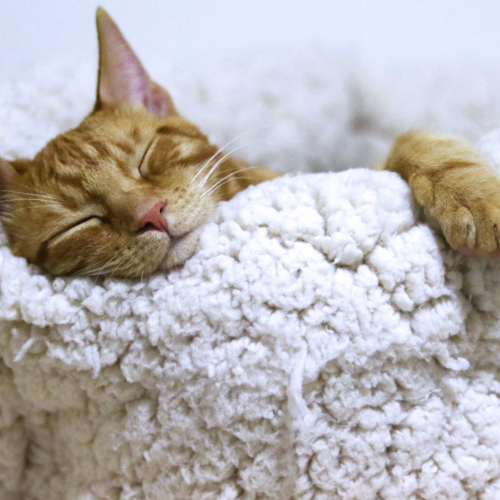 L'impact du sommeil sur la santé